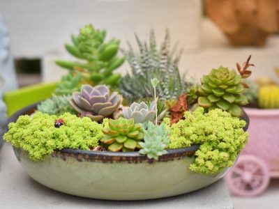 Tres trucos sencillos para rejuvenecer las suculentas y que crezcan más saludables