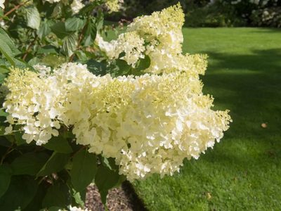 La variedad de hortensia que seguro no conocías: tiene forma de cono y unas flores bellísimas