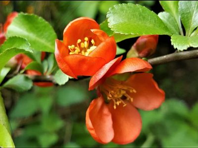 Escalonia, la reina de las plantas resistentes: florece un montón y casi no pide nada