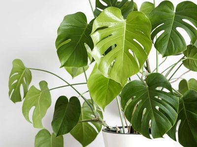 La forma más fácil de reproducir tu planta de Monstera en tiempo récord: tomá nota