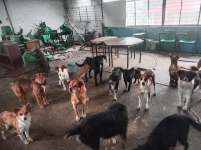 Detienen a directora y conserje de escuela por ataque de jauría a una mujer y dos niños