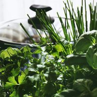 Enriquece tu cocina: tres plantas aromáticas fáciles de cuidar