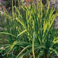 Planta citronela y despídete de las moscas y mosquitos