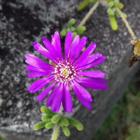 La planta colgante que necesita poca agua y regala sus mejores flores en primavera-verano