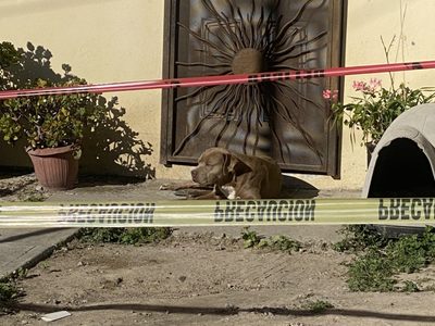 Rescatan a tres gatos y a “Chato” un perro que alimentaba Lourdes Maldonado