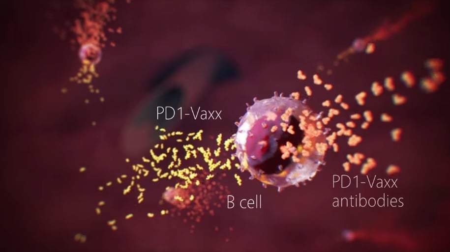 Representación visual del funcionamiento de PD1-Vaxx