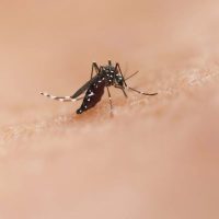 ¿Quiénes podrán pedir un turno para vacunarse contra el dengue en CABA?