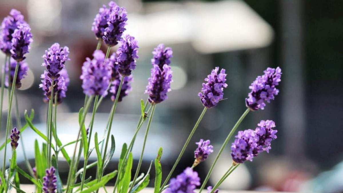 Lavanda. Fuente: (Instagram).