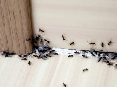 Trucos sencillos e infalibles para eliminar las hormigas de nuestro hogar de forma definitiva