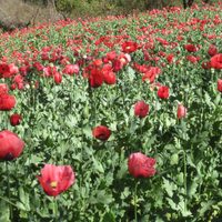 AMLO plantea sustituir plantíos de mariguana y amapola en Guerrero con 'Sembrando Vida'