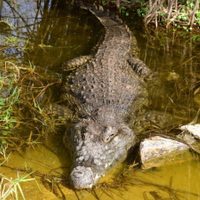 Este es el proyecto que busca reubicar cocodrilos cerca de la zona industrial de Lázaro Cárdenas
