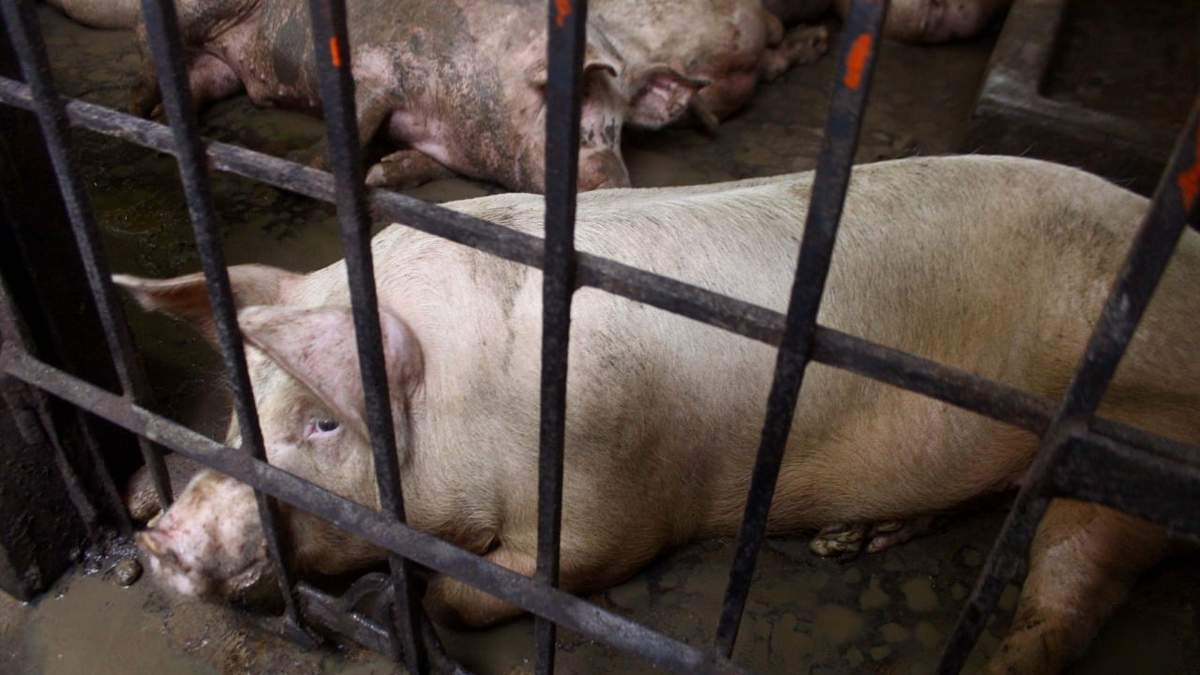 Animales en granjas