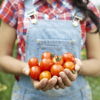 5 trucos para cultivar tomates más reales
