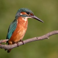 Curiosidades del martín pescador, el pájaro que tiene canción propia