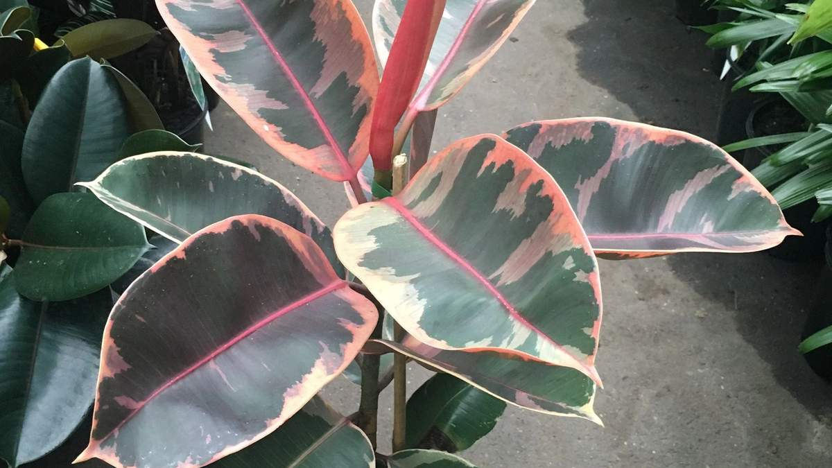 Planta. Fuente: (X)