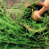 Conocé 3 plantas que son súper valiosas por sus poderes antiinflamatorios