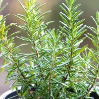 La planta que crece en tu jardín y que es conocida como la "morfina natural"