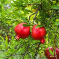 No tires las semillas de granada y sembralas en casa con este tip para tener una planta que dé muchos frutos