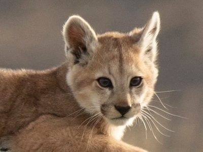 Un joven mató a un cachorro de puma en Córdoba