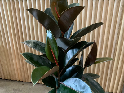 Muy fácil: así podés propagar tu planta Ficus Elástica o Gomero sin tener que comprar una extra