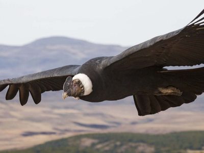 Curiosidades del cóndor andino, patrimonio natural de Sudamérica