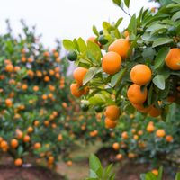 El truco de los jardineros para que los árboles se vuelvan gigantes en poco tiempo y den muchas flores y frutos