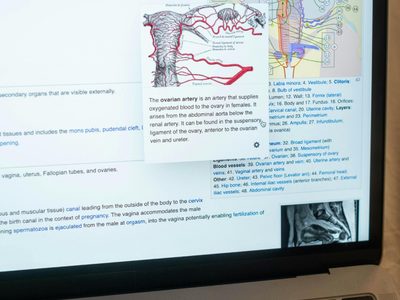 La importancia de la salud de los óvulos