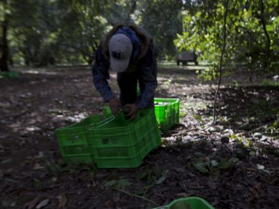 EU informa que la suspensión de importaciones de aguacate seguirá “el tiempo que sea necesario”