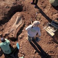 Descubren restos fósiles de un dinosaurio de 99 millones de años