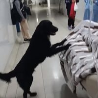El perro “Firulais” decidió no abandonar a su dueño desahuciado en un hospital de Perú (video)
