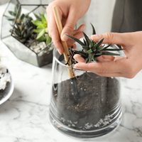 Suculentas: cómo hacer un terrario para tener en el ambiente preferido del hogar