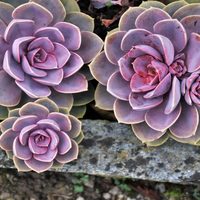 Consejos fáciles para cambiar el color de las suculentas y que combinen con tu decoración