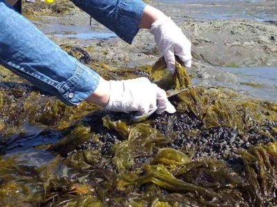 La Universidad Nacional de la Patagonia producirá fideos de algas