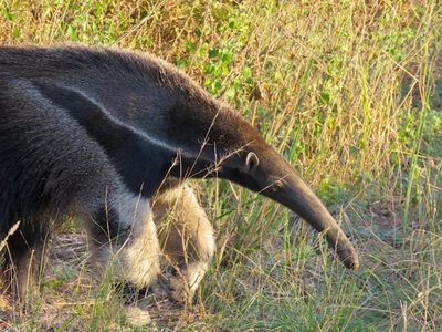 Dónde queda el Parque Nacional que parece la sabana africana