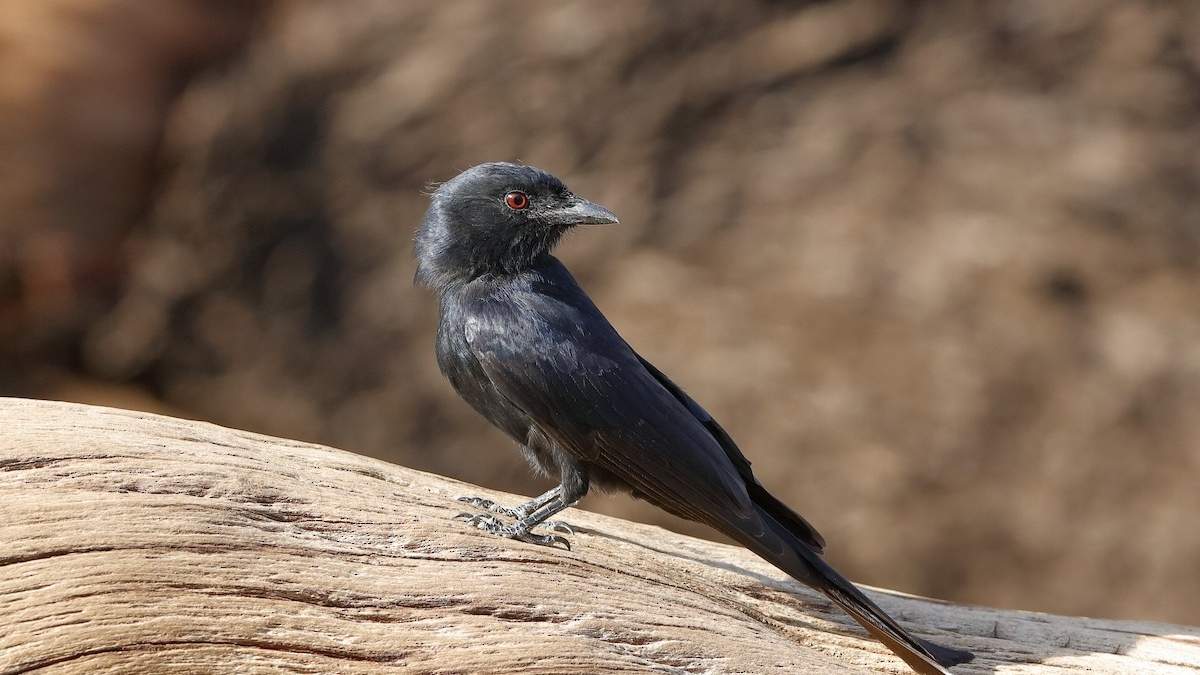 Pájaro. Fuente: (Holger Teichmann)