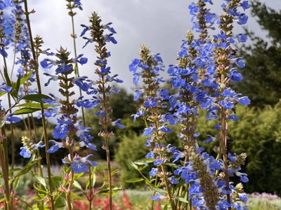 La planta nativa dura de matar que atrae mariposas por la mañana y colibríes por la tarde