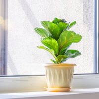 3 plantas tropicales y fáciles de cuidar que son tendencia por su tamaño y hermosura
