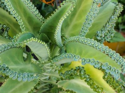 La planta que las abuelas usan como medicina pero que esconde un peligroso secreto