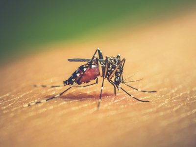 El coronavirus no es la única enfermedad que se cobra vidas: segunda víctima fatal por dengue en San