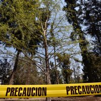 Gobierno de CDMX retirará el ahuehuete de la Glorieta de Reforma: asegura que sigue vivo