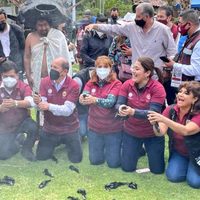 Alcaldes morenistas liberan a ajolotes... y terminan denunciados ante la Procuraduría Ambiental