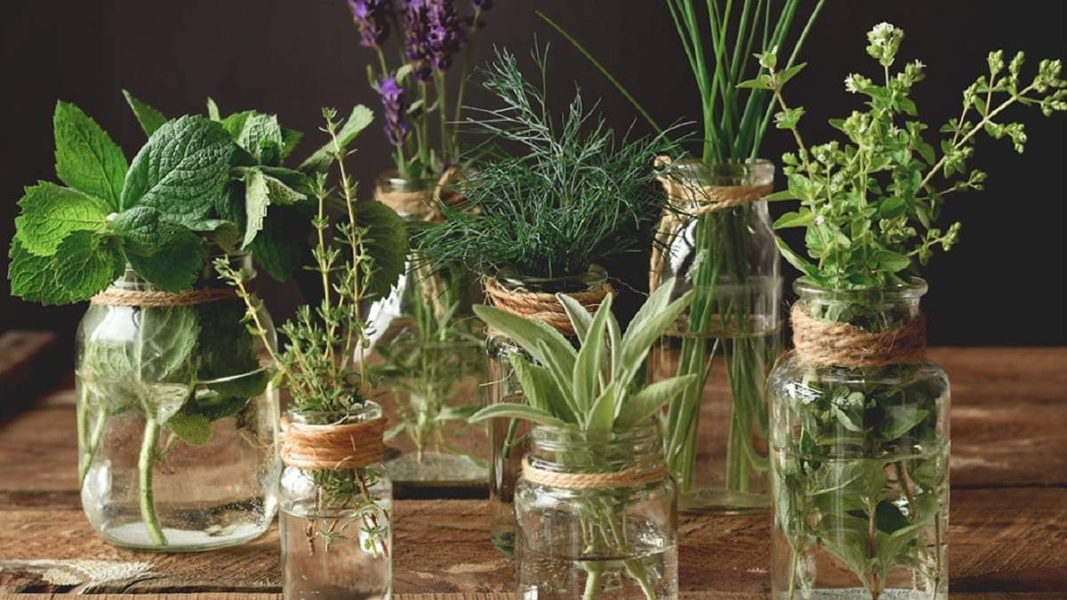 Plantas aromáticas que crecen en agua. Fuente: (X)