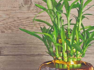 Según el Feng Shui, qué simboliza regalar una o varias plantas de Bambú para la suerte