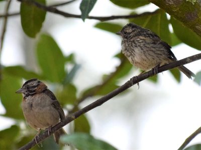 No es ninguno de los que pensabas: el pájaro que te despierta cada mañana con un inconfundible silbido