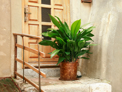 La planta de interior que es prácticamente indestructible y dura de matar, ideal para los poco cuidadosos