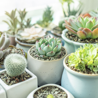 Con un recipiente descartable creá esta minimaceta DIY de microcemento ideal para tus suculentas