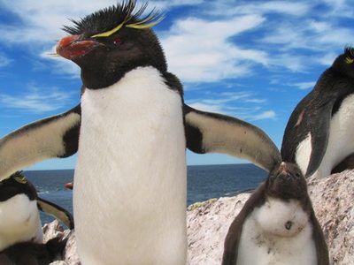 Un lugar para descubrir: el reino de los pingüinos penacho amarillo