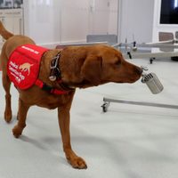 Un informe reveló que los perros pueden detectar el coronavirus