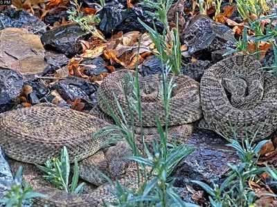 Cámara web observa cientos de víboras de cascabel en "mega madriguera" (Video)