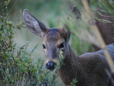 El Proyecto Huemul tuvo sus primeros resultados positivos